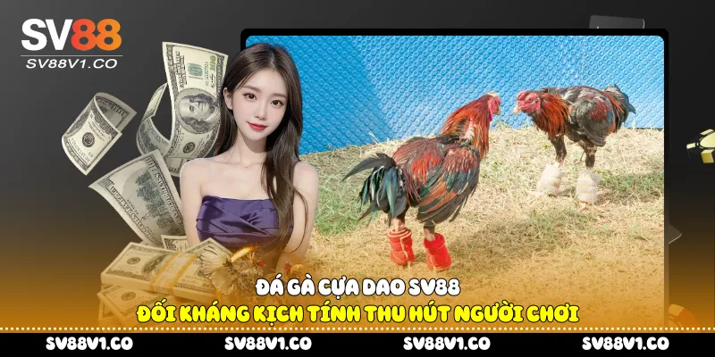 Đá gà cựa dao