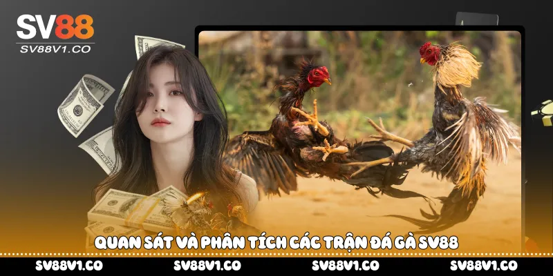 Quan sát và phân tích các trận đá gà Sv88